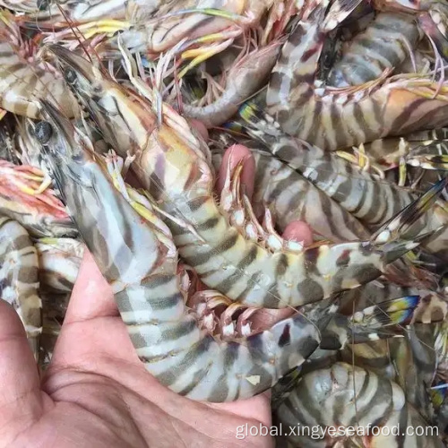  Frozen Chinese Shrimp Penaeus Japonicus Factory